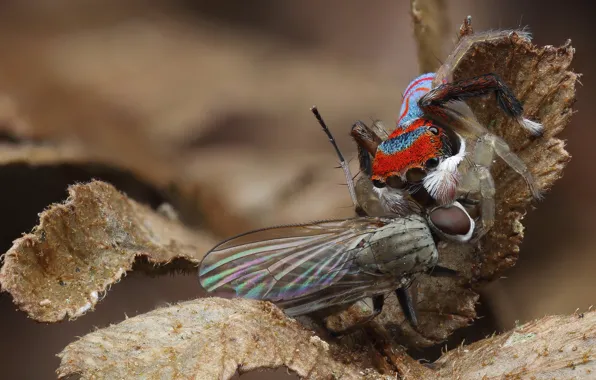Macro, nature, fly, background, the victim, leaf, plant, spiders