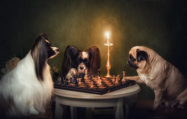 Dogs, chess, candle holder, Pug, Papillon, Natalia Ponikarova, english club