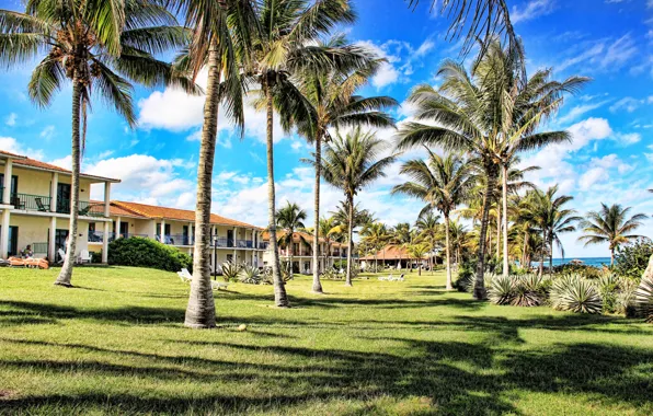 Beach, the sky, tree, palm trees, Cuba