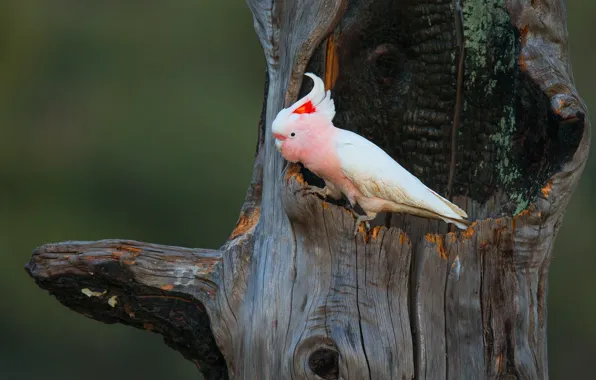 Background, tree, pink, bird, parrot, bitches, the hollow, crest