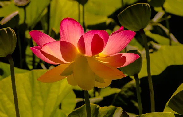 Picture flower, leaves, light, pink, petals, Lotus