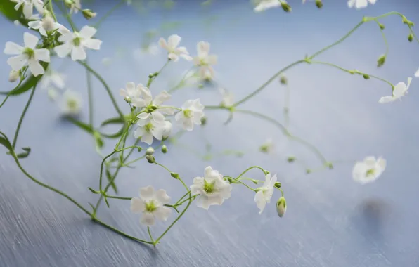 Picture flowers, branches, background