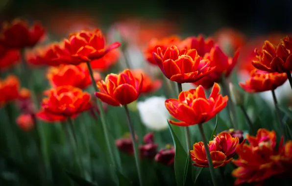 Flowers, spring, tulips