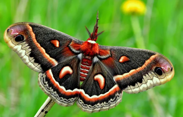 Summer, macro, green, background, butterfly, wings, insect, bright