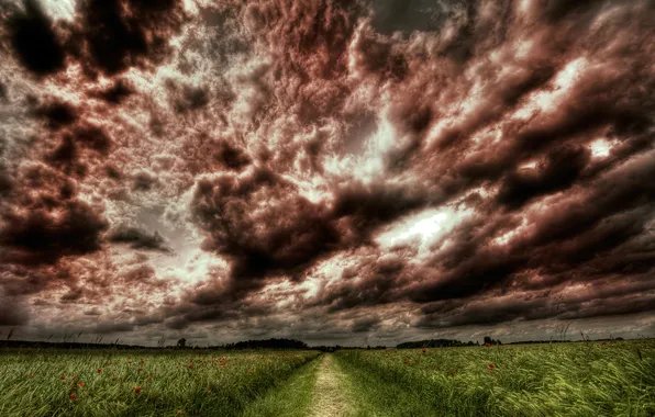 Road, field, the sky, grass, trees, flowers, photo, landscapes