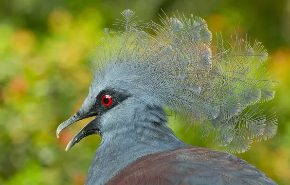 Picture bird, feathers, beak, exotic, crowned pigeon