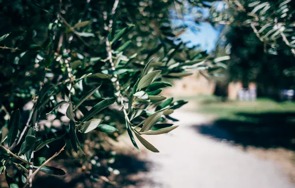 Leaves, macro, branches, tree, green, the olive tree
