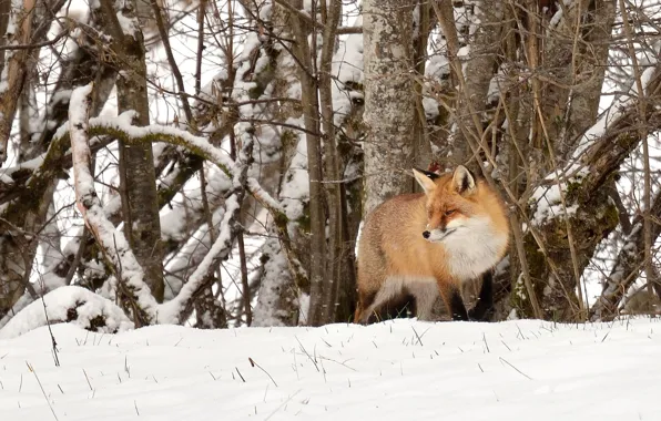 Fox, trees, winter, snow, wildlife, hunting
