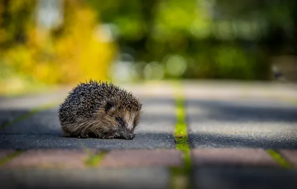 Road, nature, hedgehog