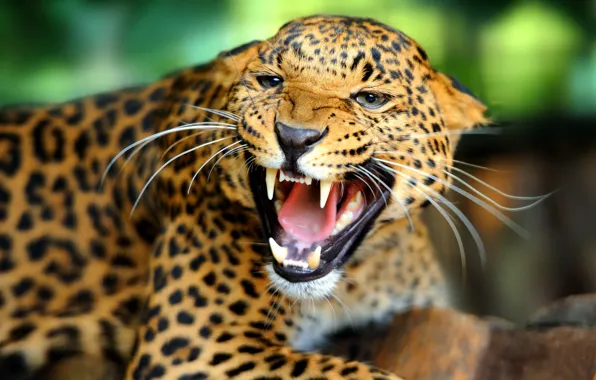Look, face, portrait, mouth, leopard, fangs, roar