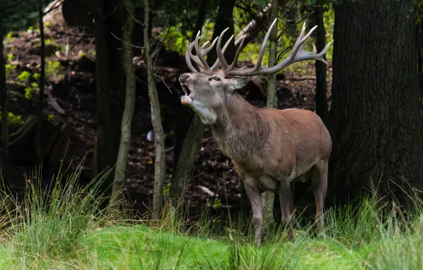 Picture autumn, forest, trees, nature, Deer