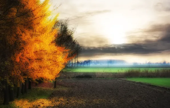 Picture field, autumn, nature