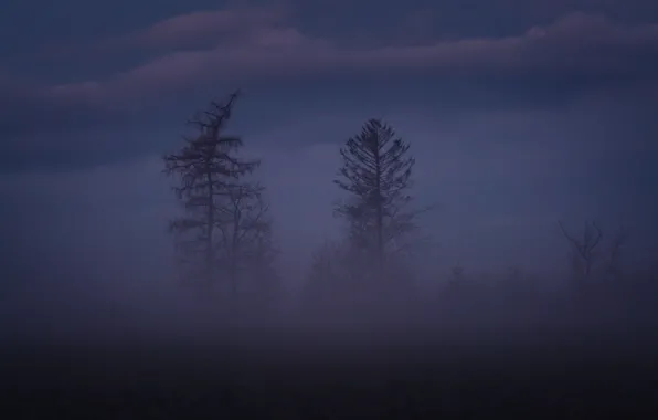 Forest, the sky, clouds, trees, nature, fog, morning, twilight