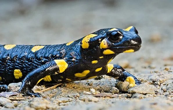 Picture background, lizard, spotted, reptile, Salamanders
