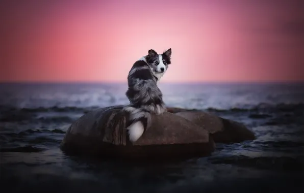 Picture sea, sunset, dog