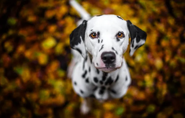 Picture look, each, dog, dalmatian
