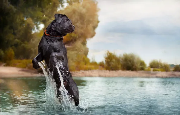 Squirt, jump, dog, in the water