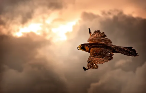 Flight, clouds, hawk