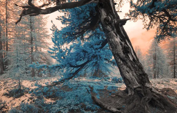 Picture winter, forest, the sky, light, snow, trees, nature, roots