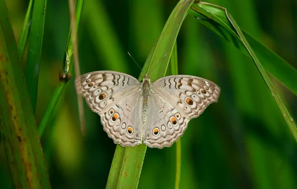 Grass, microsemi, wings, Butterfly, insect, beautiful, closeup