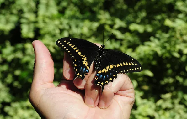 Butterfly, hand, wings, beautiful, leaves in the background