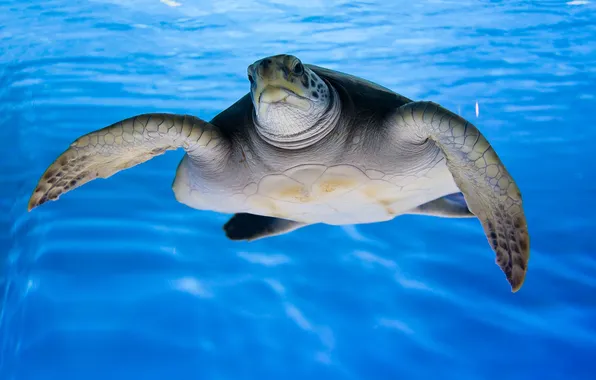 Picture sea, water, the ocean, turtle
