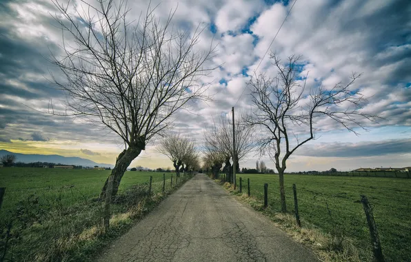 Road, trees, landscape