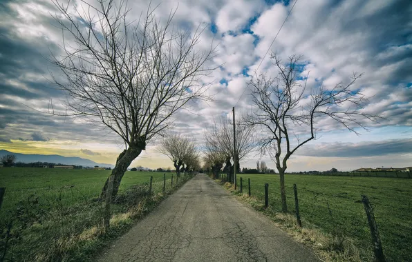 Picture road, trees, landscape