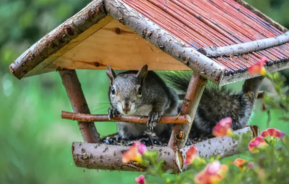 Picture flowers, protein, house, feeder