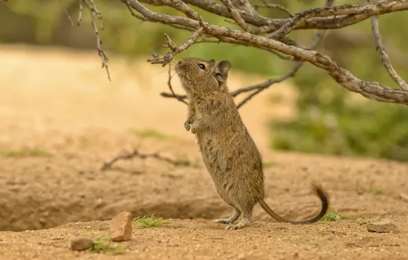 Branches, stand, rodent, Degu