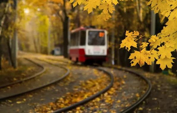 Autumn, leaves, Moscow, tram, maple