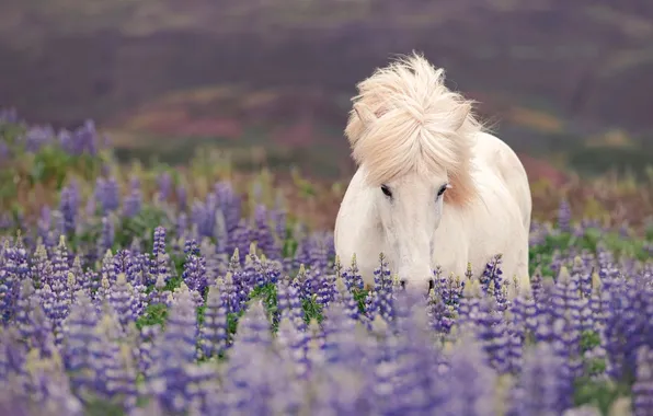 Field, white, summer, look, face, flowers, horse, hills