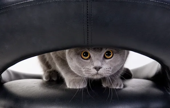 Picture cat, cat, look, pose, grey, chair, leather, chair