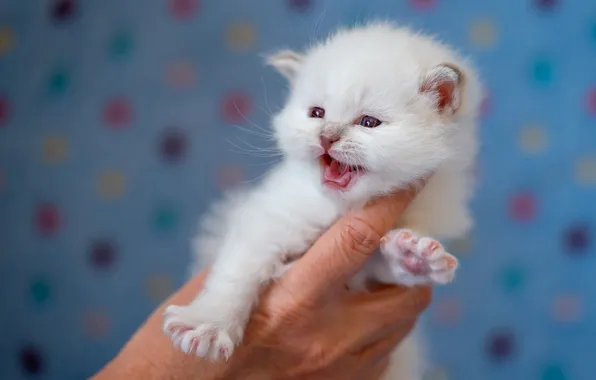 Cat, white, look, pose, kitty, hand, legs, baby