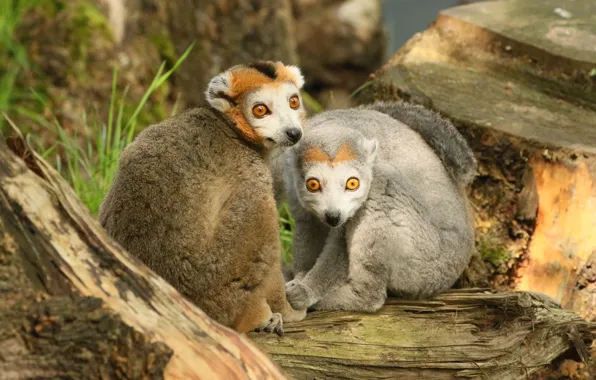 Look, pose, tree, stump, pair, lemur, lemurs, a couple