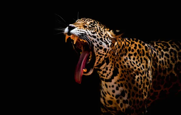 Language, mustache, face, mouth, leopard, fangs, black background, aggression