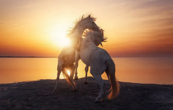 SEA, TAIL, DAWN, HORSES MANE, photographer Beboy Photographies, GGRIONT