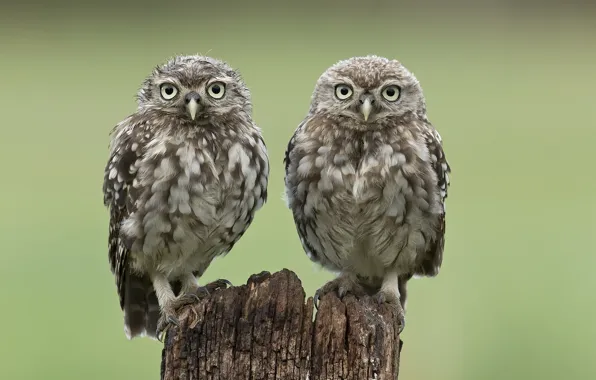 Picture birds, two, stump, owls