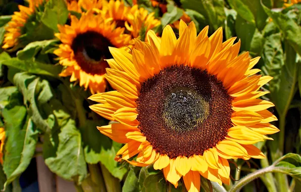 Greens, field, leaves, sunflowers, flowers, yellow, seeds, field