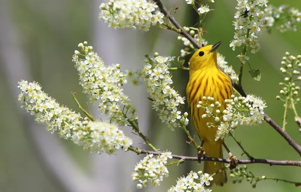 Flowers, branches, bird, spring, flowering, bokeh