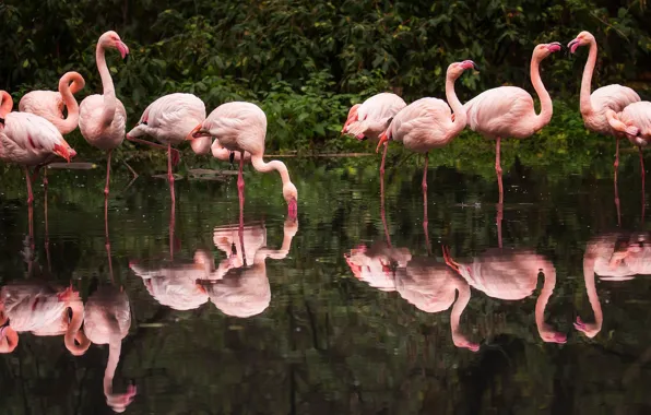 Birds, lake, reflection, the dark background, pack, drink, the bushes, Flamingo