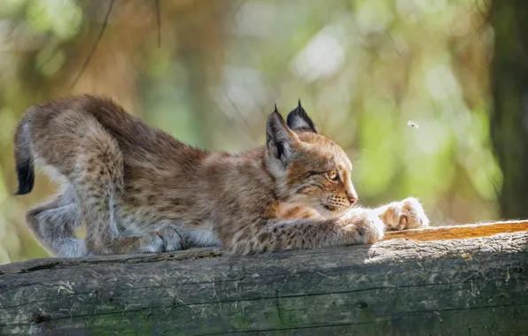 Light, pose, log, lynx, a small lynx, scratching post, gnats