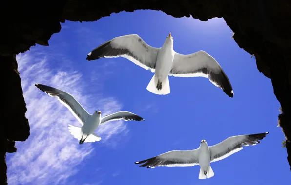 The sky, the sun, clouds, stones, rocks, bird, seagulls