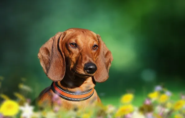 Background, each, dog, Dachshund