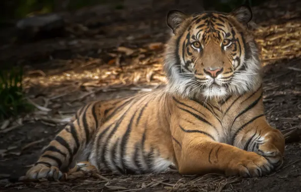Picture tiger, power, predator