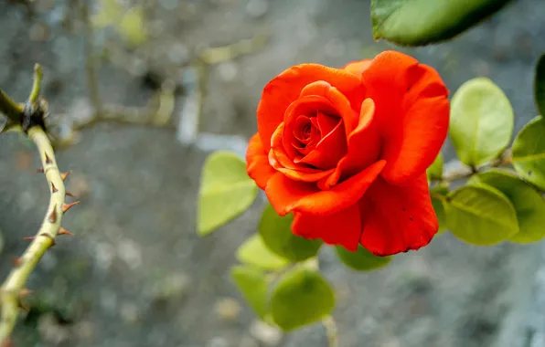 Flower, leaves, branches, background, rose, Bud, spikes, red