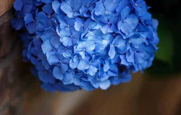 Macro, flowers, background, blue, hydrangea, inflorescence