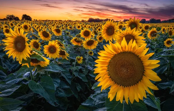 Picture summer, leaves, sunflowers, flowers, a lot, field of sunflowers