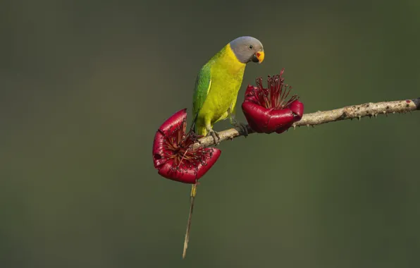 Flowers, pose, background, bird, branch, parrot, red, sitting