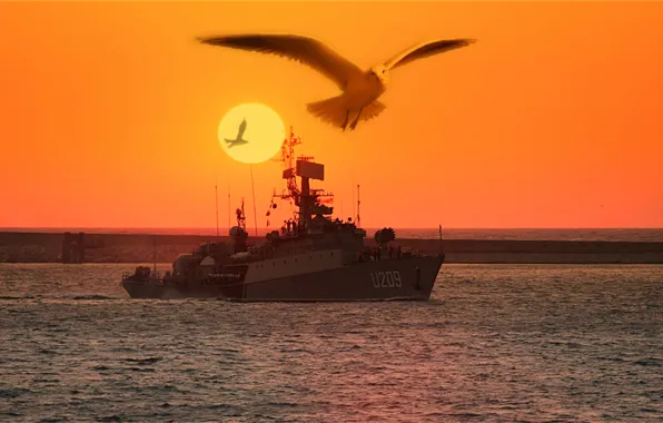 Sea, birds, the evening, patrol